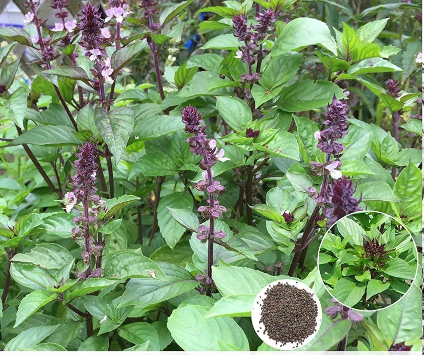 WILLVINE Persian Basil Seed Price in India Buy WILLVINE Persian