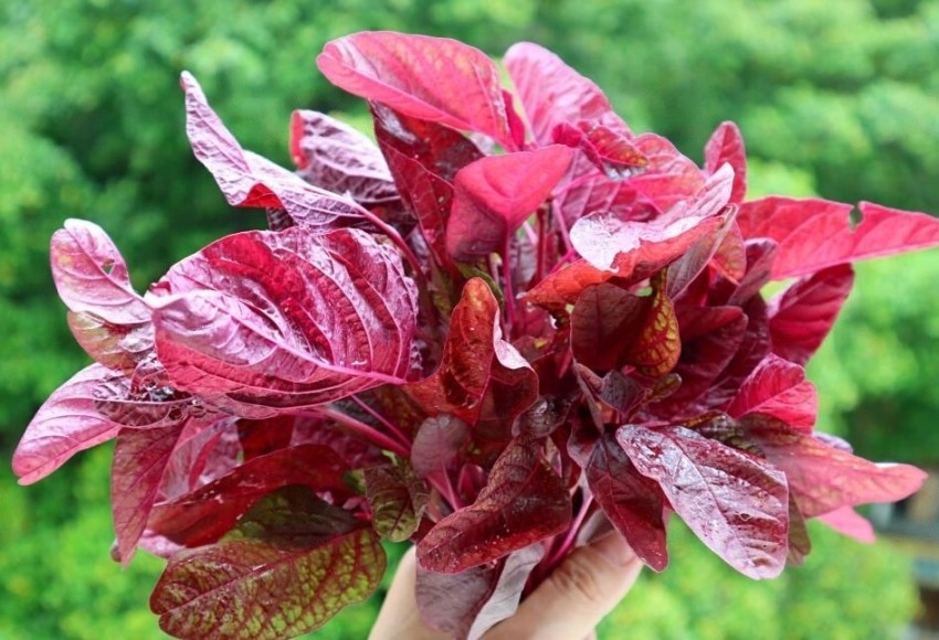 Sakuntala Hybrid Seeds RED KONKA SAKH LAL SAKH SEEDS For Home Gardens Farms  Best in Germination Seed Price in India - Buy Sakuntala Hybrid Seeds RED  KONKA SAKH LAL SAKH SEEDS For