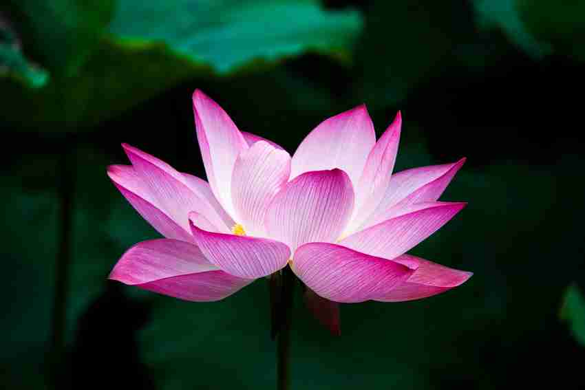 Lotus tienda 2025 online