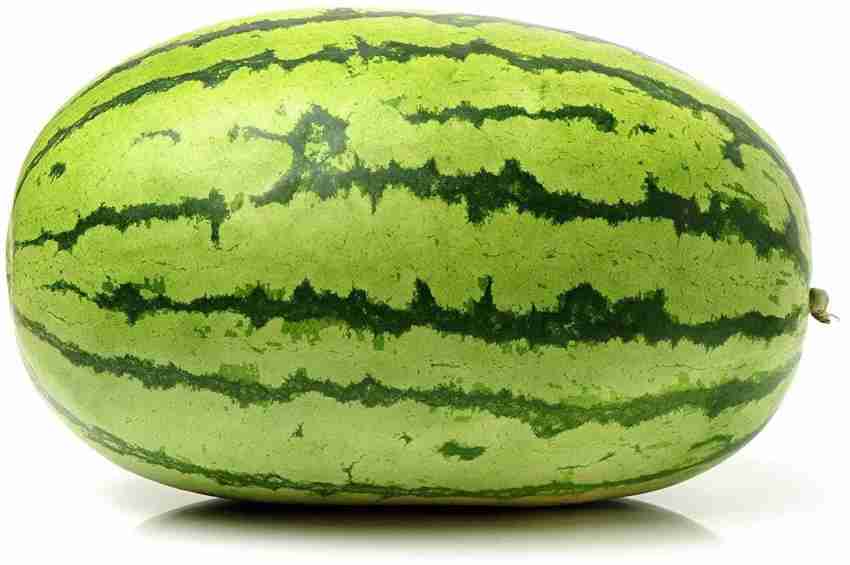 KANAYA Best Quality Juicy Hybrid F1 Watermelon Water Melon, Tarbuj
