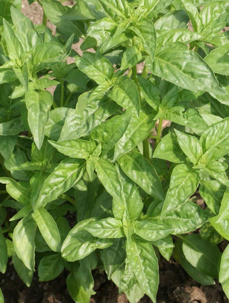 XEFRA Sweet Basil Italian Large Leaf Ocimum basilicum Seed Price