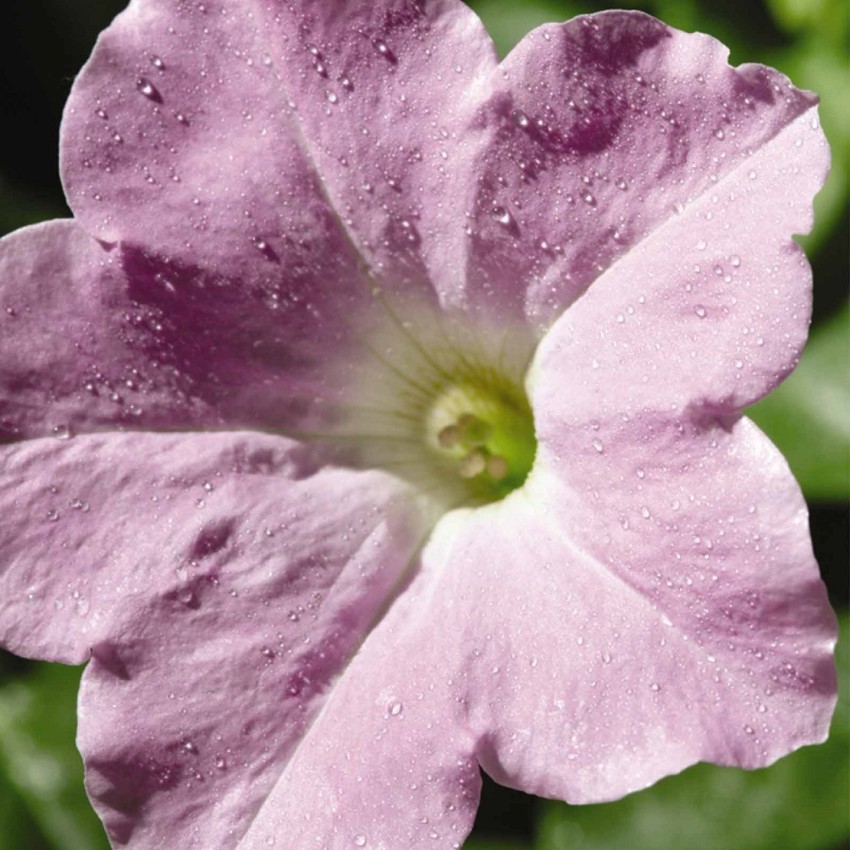 Petunia 'Wave® Misty Lilac