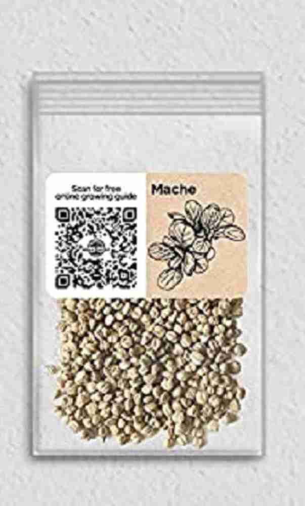 Mache Organic Seeds - 750 Seeds