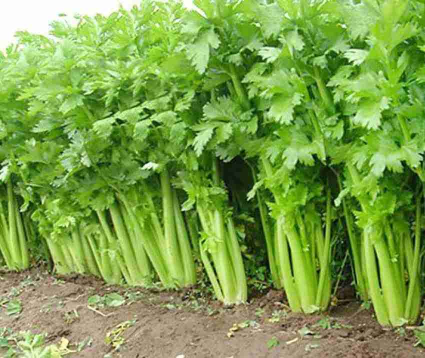 CYBEXIS GBPUT 61 Giant Tendercrisp Celery 750 Seeds Seed