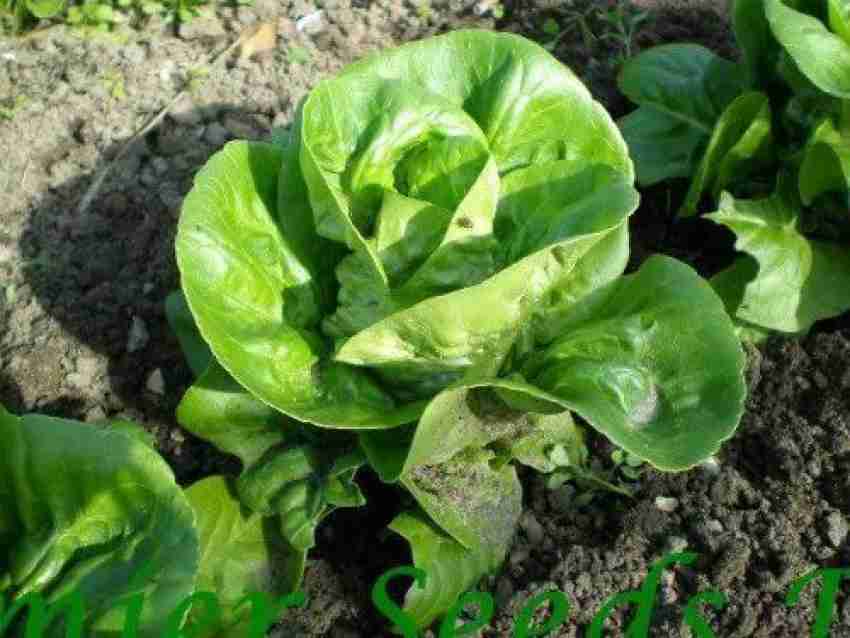 Lettuce - Little Gem Seeds