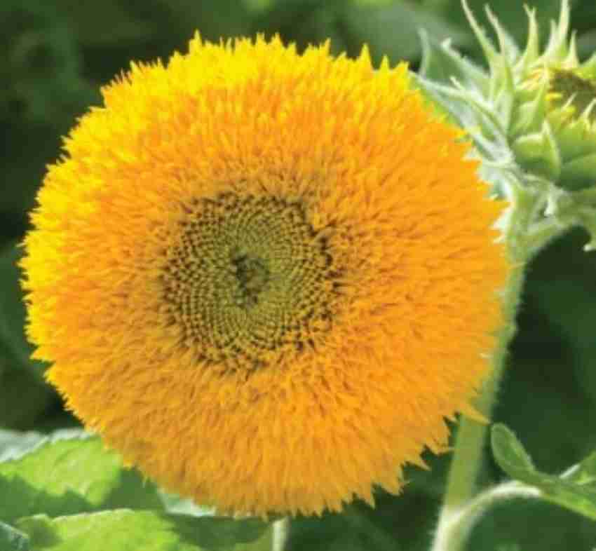 teddy bear sunflower perennial