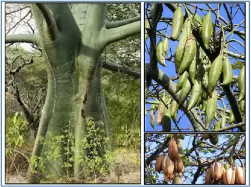 Silk cotton tree, tree