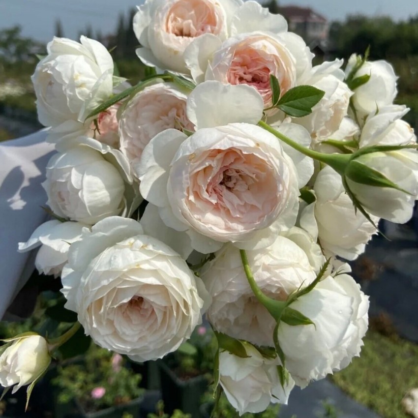 VibeX Rose ”Arietta” Japanese Rose Seed Price in India - Buy VibeX Rose  ”Arietta” Japanese Rose Seed online at