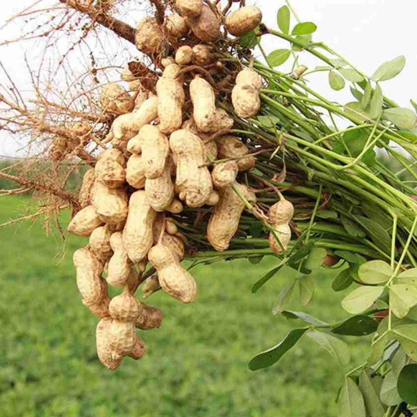 CYBEXIS Heirloom Black Peanut Plant Seeds for Planting500 Seeds