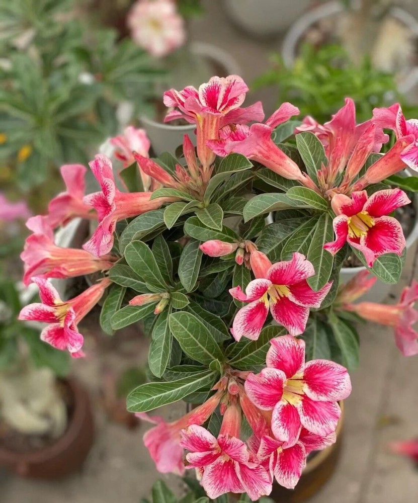 Desert Rose ‘Triple Star’ (Adenium hybrid)