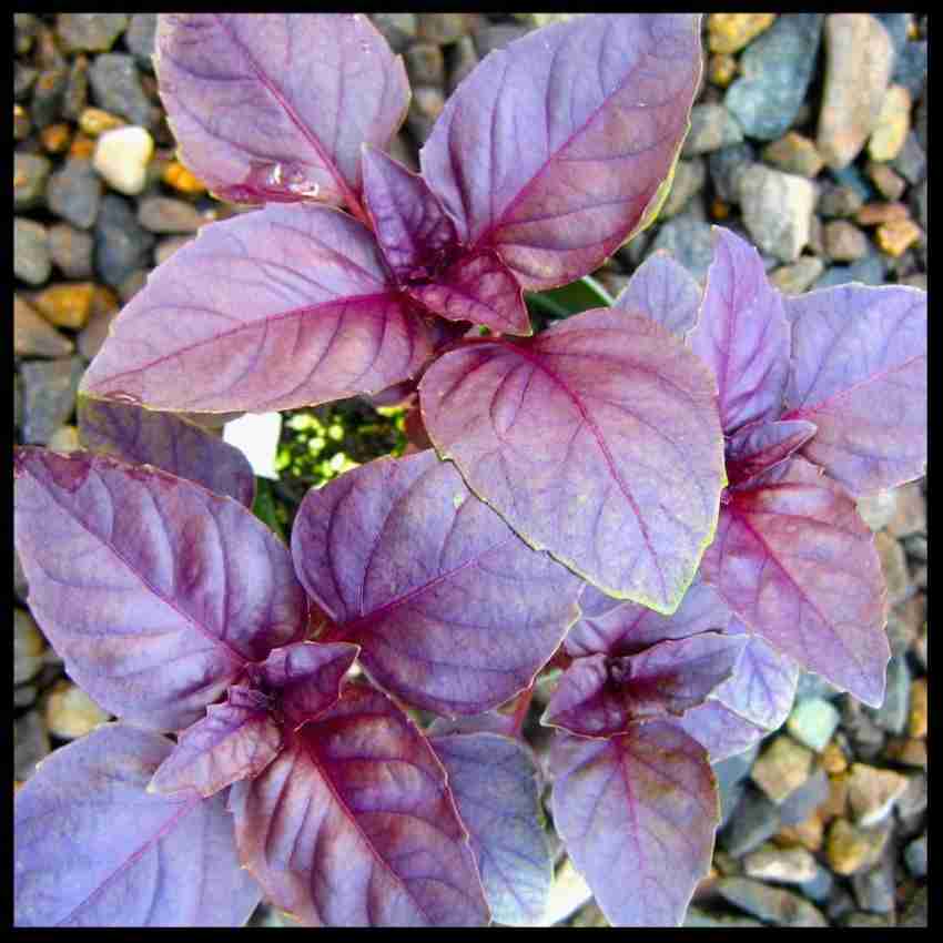 VibeX RXI 21 Osmin Purple Basil Seeds Seed Price in India Buy