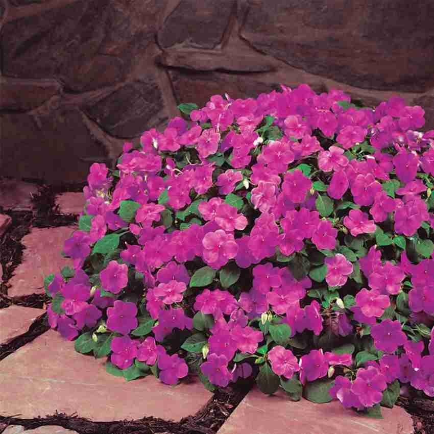 Impatiens