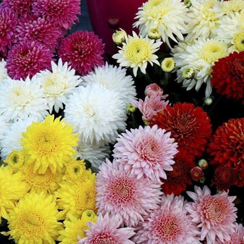 KANAYA Chrysanthemum Flower Seed Price in India - Buy KANAYA Chrysanthemum  Flower Seed online at