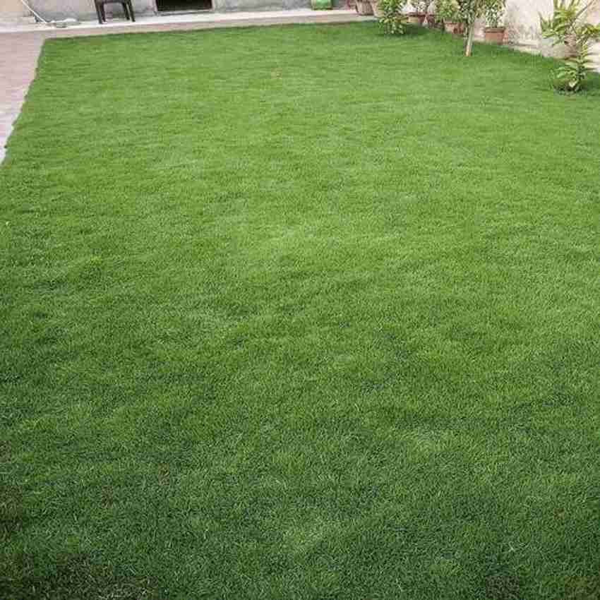 Velvet grass cheap