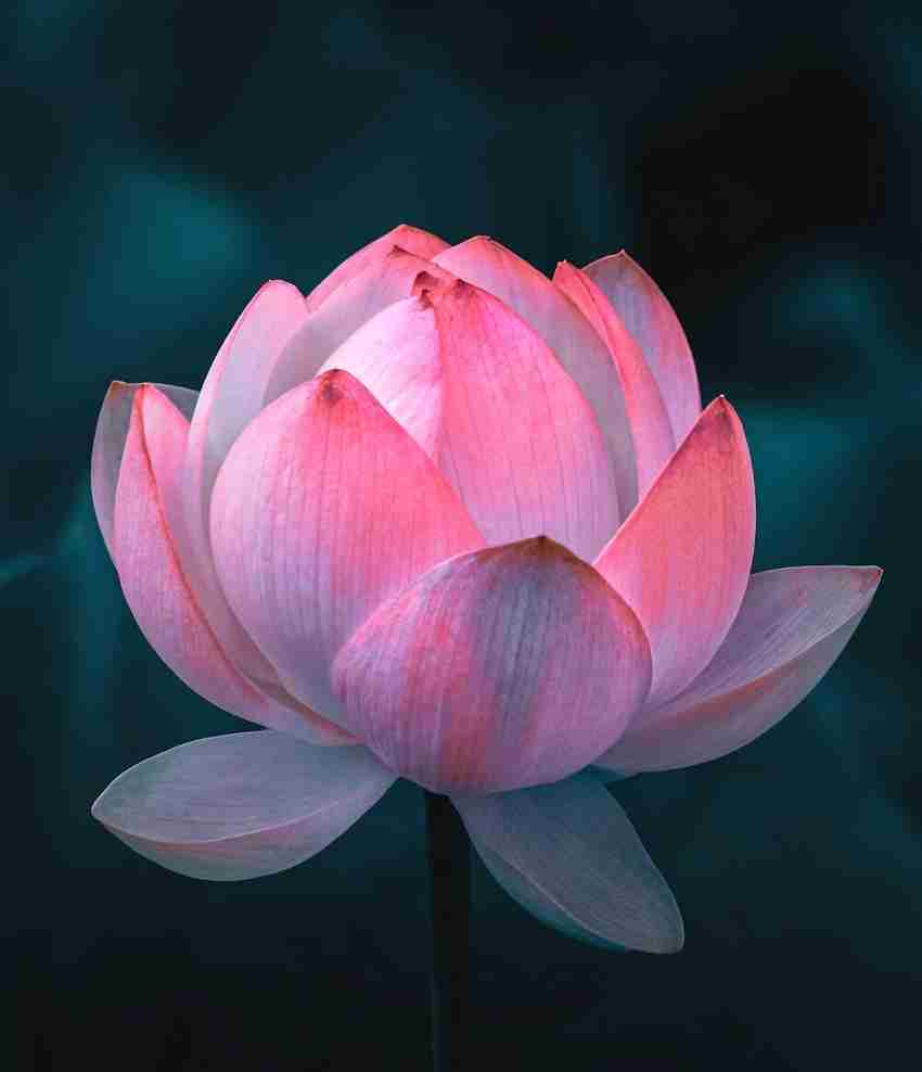 Lotus sales tienda online