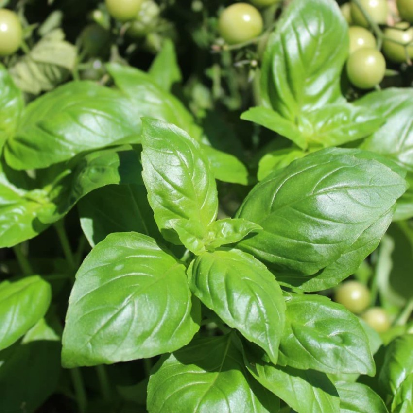 VibeX PAU 45 Genovese Basil 4500 Seeds Seed Price in India