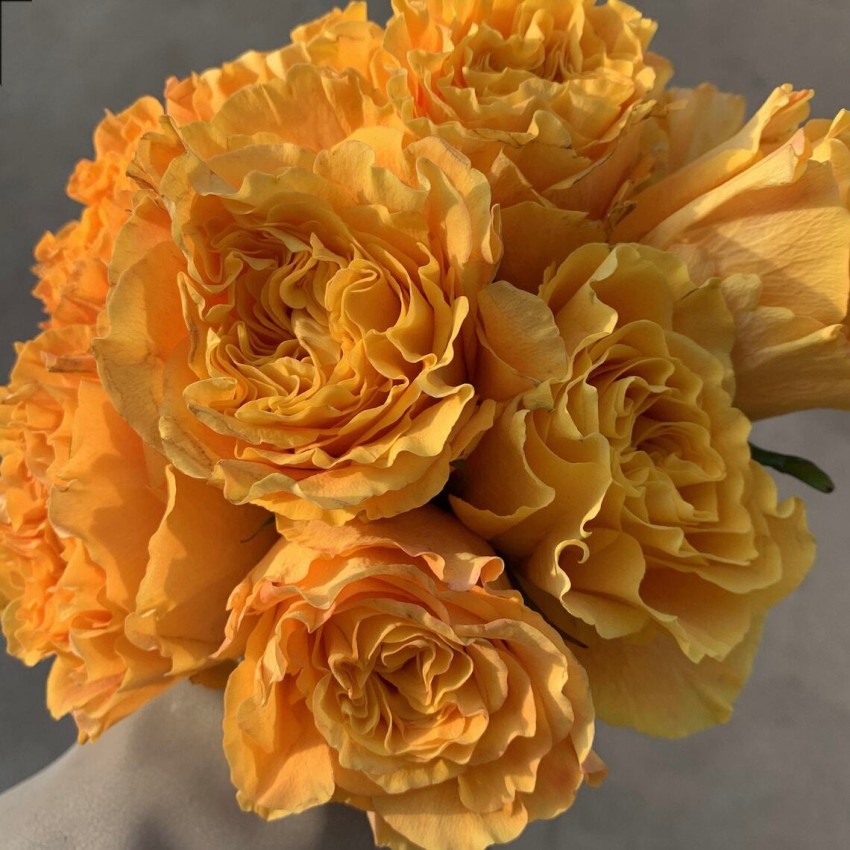 Vaneshan Crush - Medium Orange Juice Roses – VineLily Moment