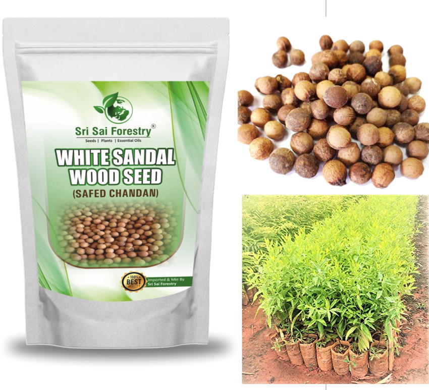 White chandan wood price 2025