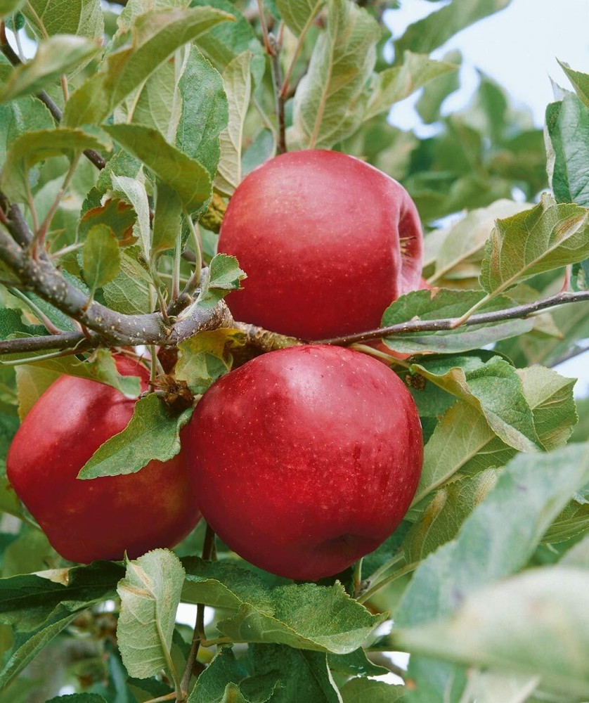 Fuji Apple Tree