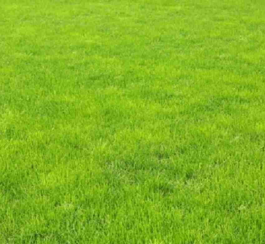 Velvet grass outlet