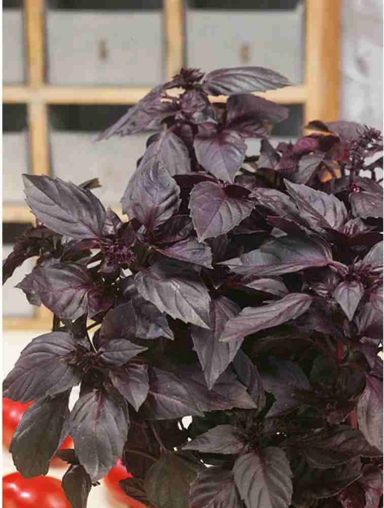 ONUS Purple Dark Opal Basil Seed Price in India Buy ONUS