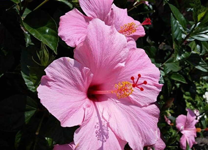 Kapebonavista Hibiscus rosa-sinensis Pink Chinese hibiscus Gurhal 