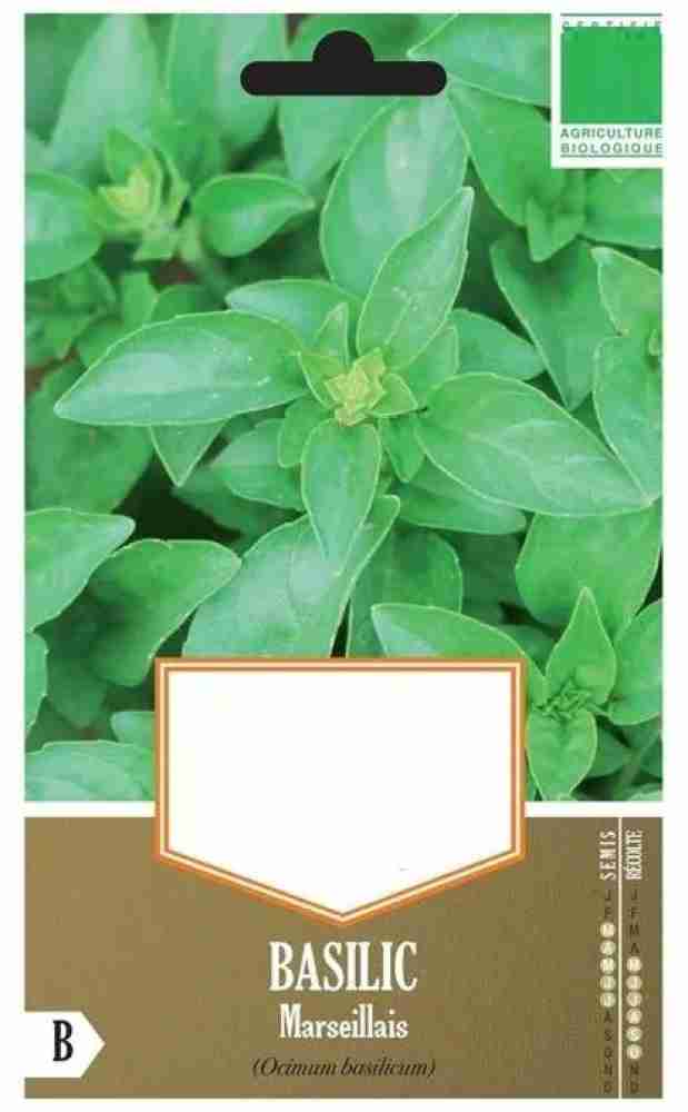 WILLVINE KGF 12 Marseille basil seeds Seed Price in India Buy