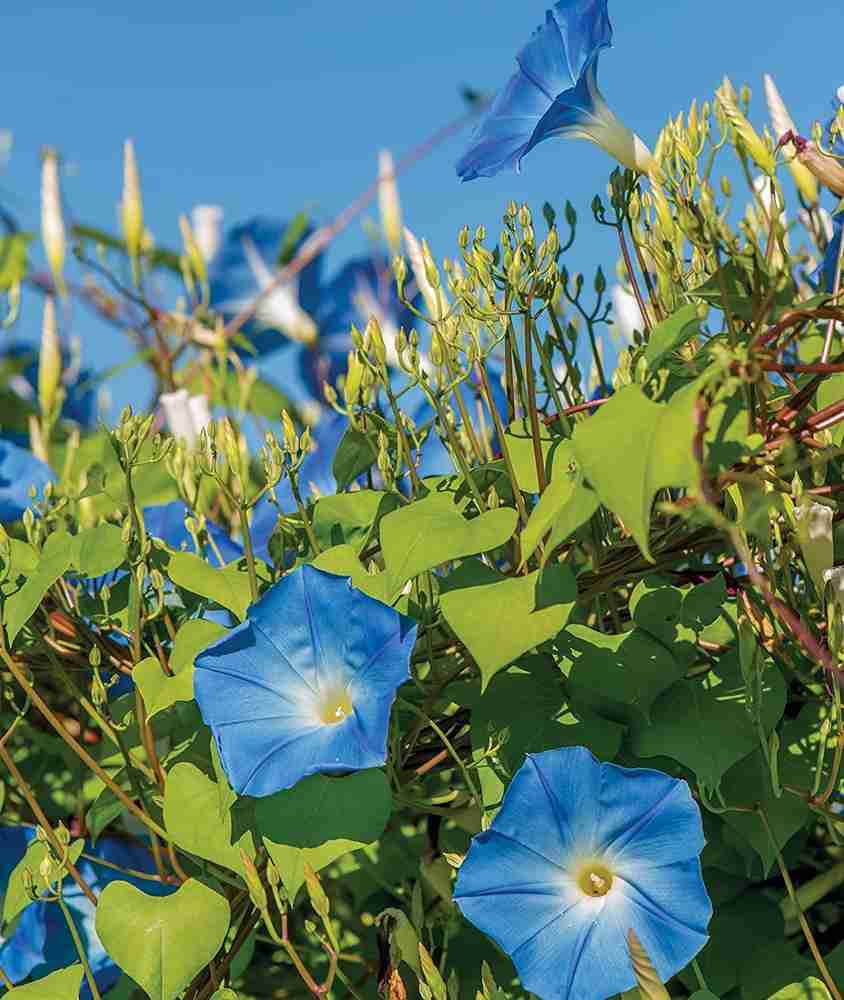 Heavenly blue sales morning glory
