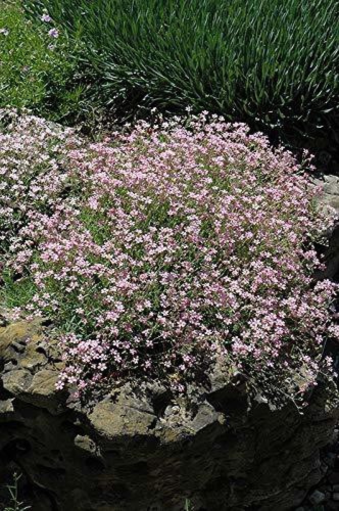 1000 White BABY'S BREATH 'Covenant Garden' Gypsophila Elegans Flower Seeds