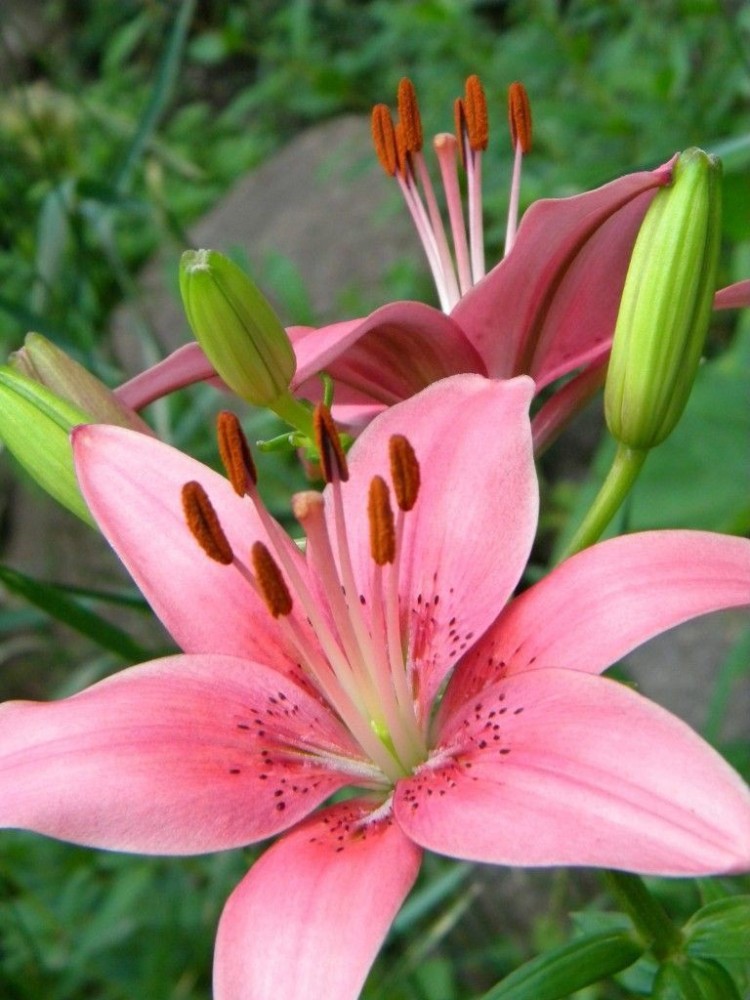 Lilium Asiatic Tango Lily Pink Brush