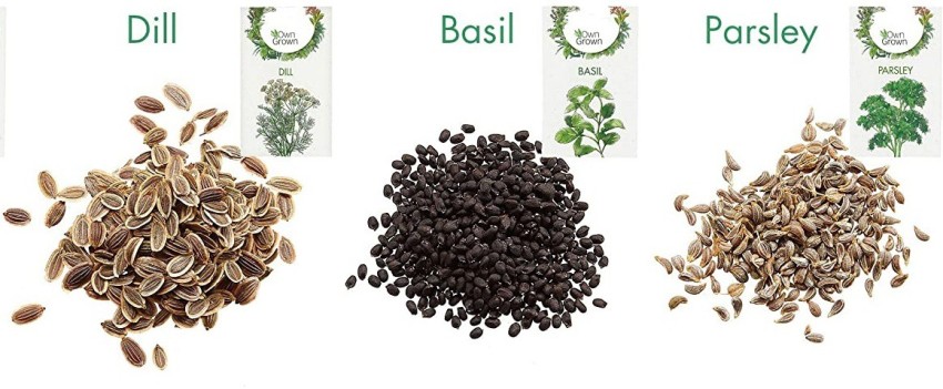 CYBEXIS 3 Varities Seeds Combo Dill Basil Parsley Seed Price in