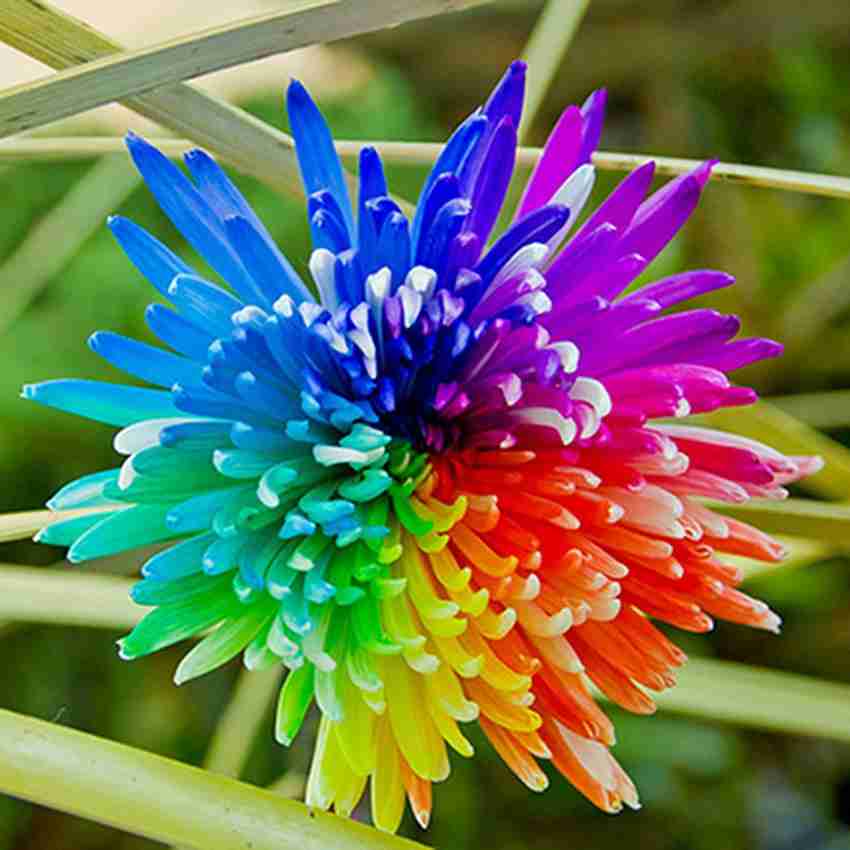 Rainbow chrysanthemum deals