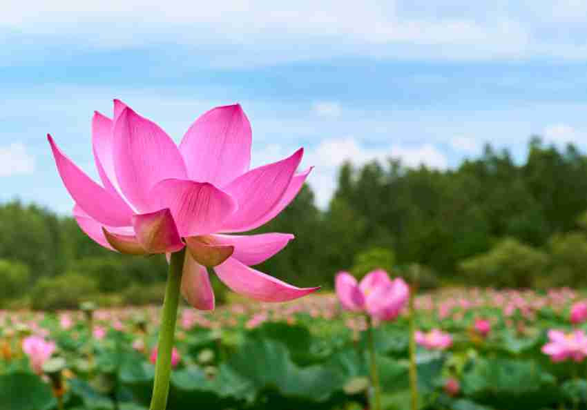 Shudh Online lotus,kamal gatta Seed Price in India - Buy Shudh Online  lotus,kamal gatta Seed online at Flipkart.com