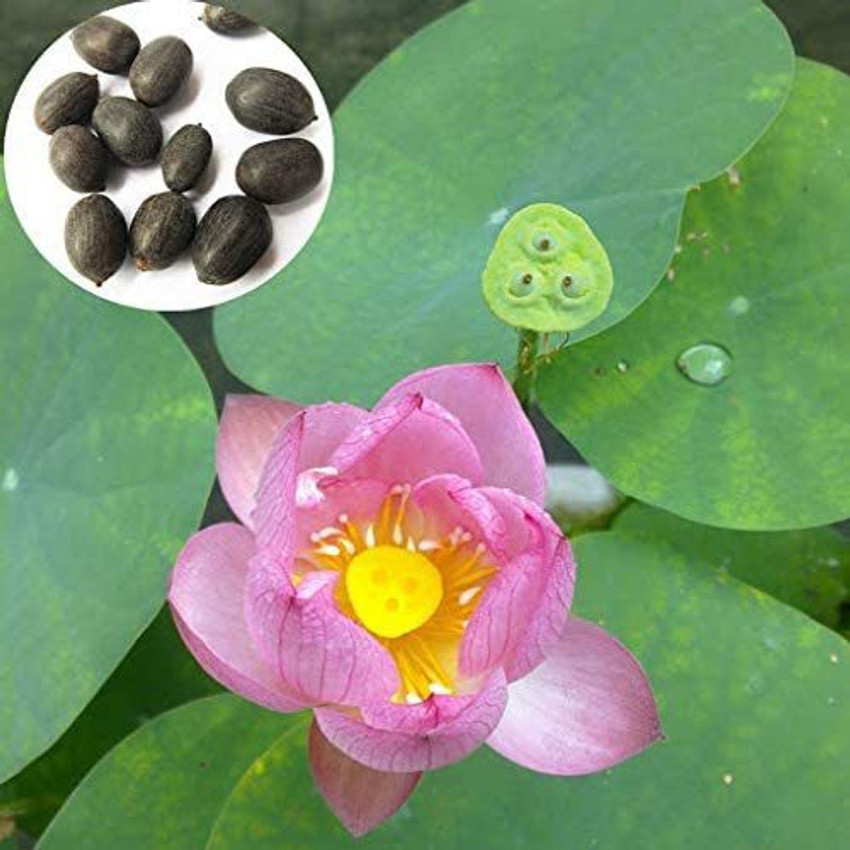 Lotus flower seeds sale