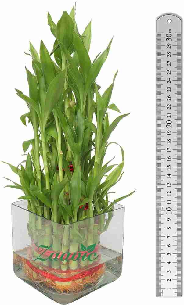Square Glass Vase 3 With 5 Lucky Bamboo Stalks
