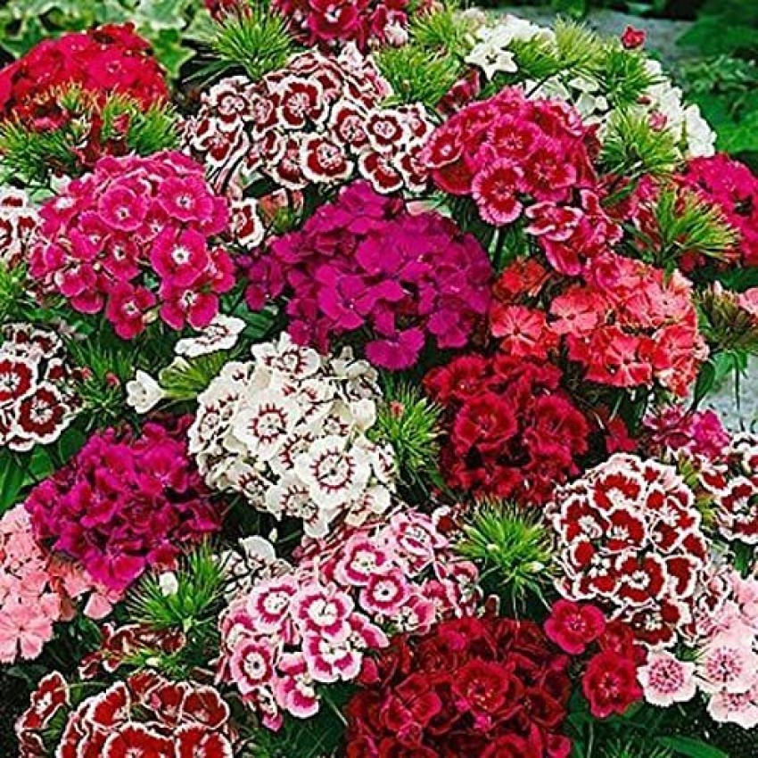 Lorvox sweet William- Herald of Spring Seed Price in India - Buy