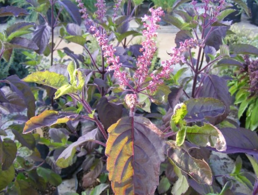 SUNWAN Thai HOLY BASIL Tulsi Ocimum Sanctum Tenuiflorum Herb Seed