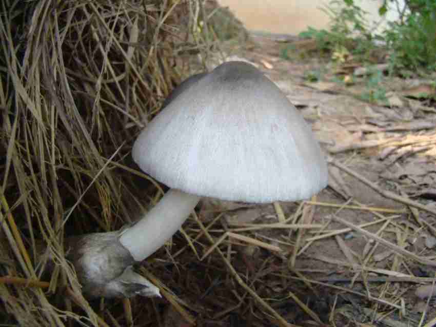 Paddy Straw (Volvariella volvacea)