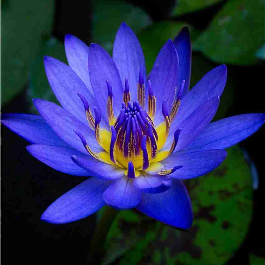 Buy Blue Lily Online In India -  India