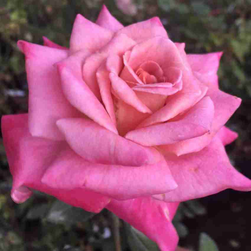 VibeX ® VMR-179 Hybrid Pink Tea Rose Seed Price in India - Buy 