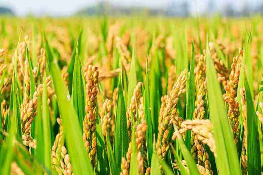Rice grass store