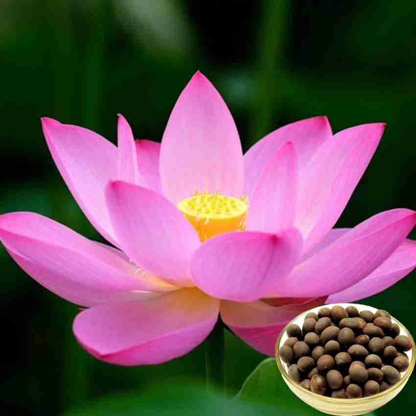 Colour of on sale lotus flower