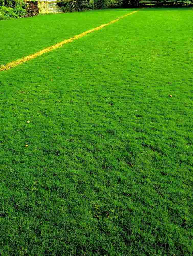 wequality Korean grass seeds Seeds for korean grass Best korean grass Seed Price in India Buy wequality Korean grass seeds Seeds for korean grass Best korean grass Seed online at Flipkart