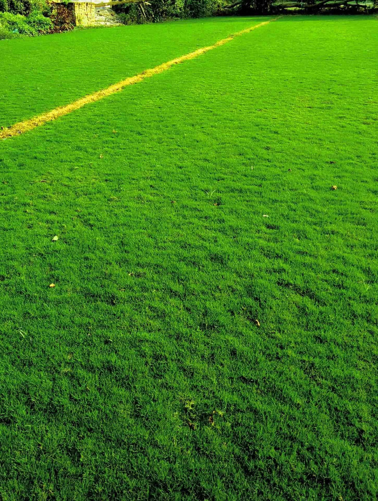 wequality Korean grass seeds Seeds for korean grass Best korean