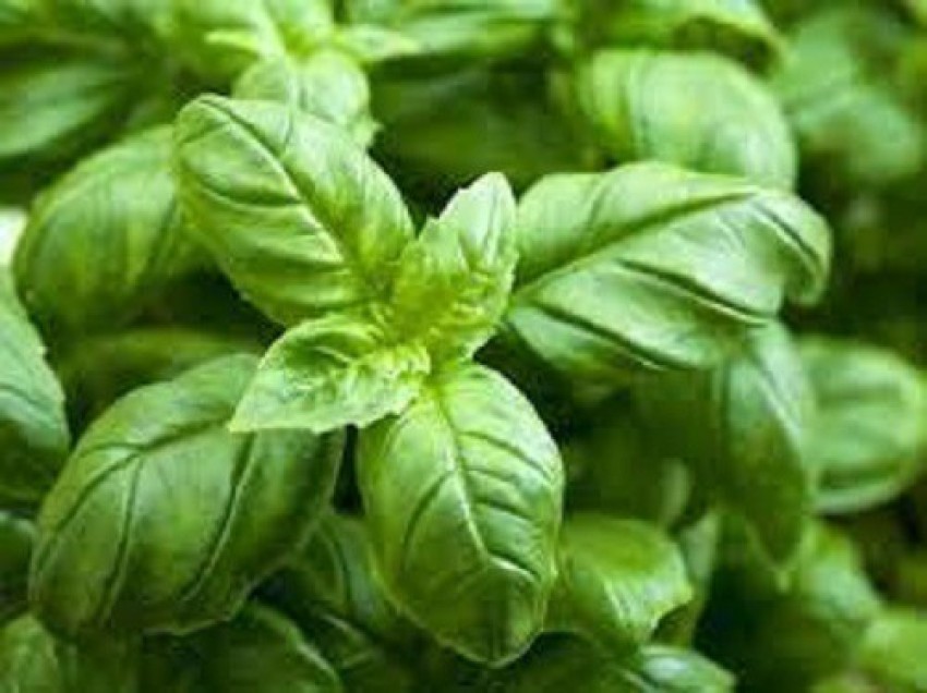 VibeX LXI 1 Fresh Egyptian Basil Seeds Seed Price in India Buy