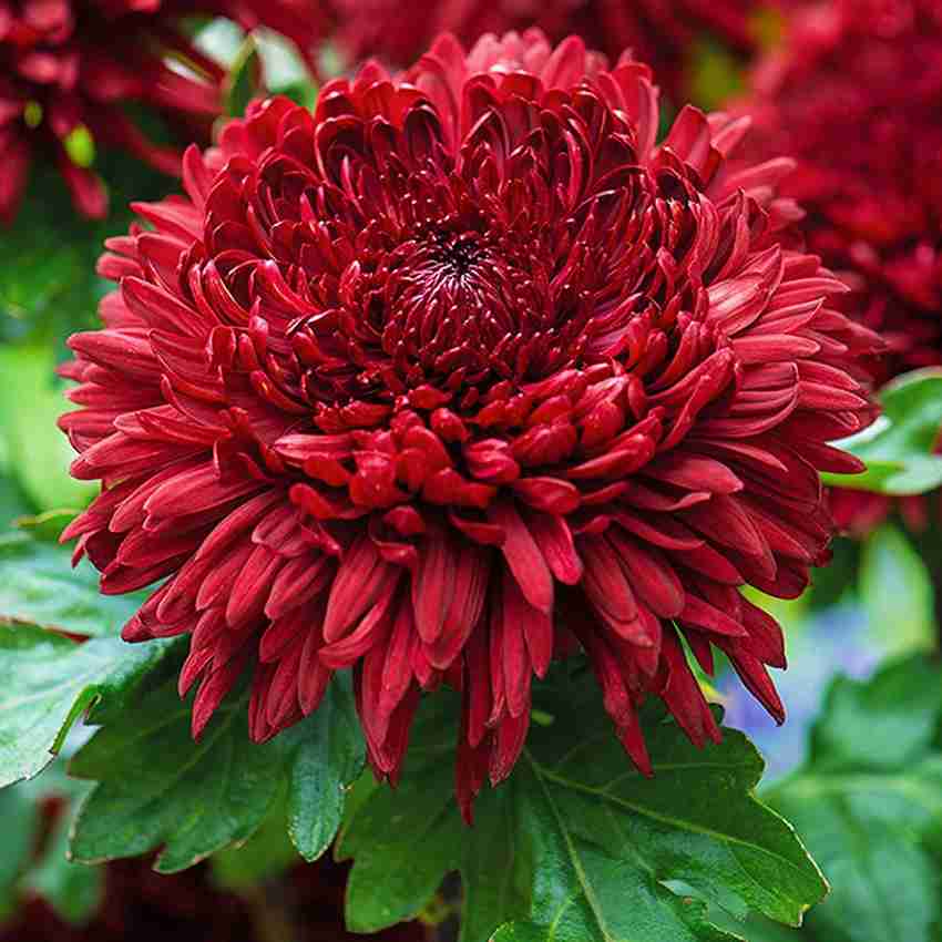Chrysanthemum Flower