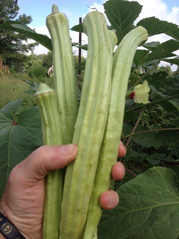 Giant okra discount
