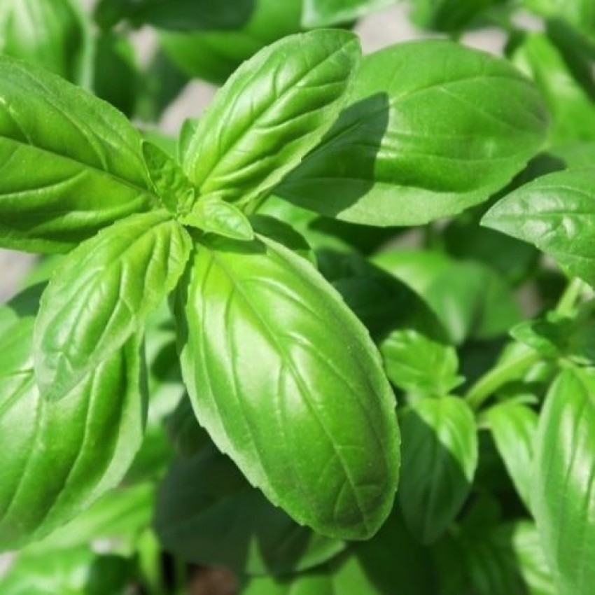 XEFRA Basil Sweet Basil True Italian Basil Seed Price in India