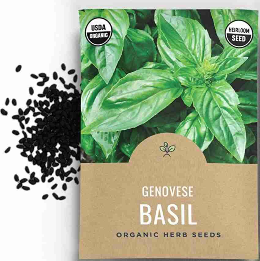 CYBEXIS VVI 55 Sweet Basil Genovese Ocimum Basilicum 1500