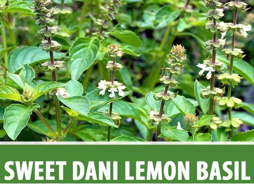 VibeX XLR 10 Sweet Dani Lemon Basil Seed Seed Price in India